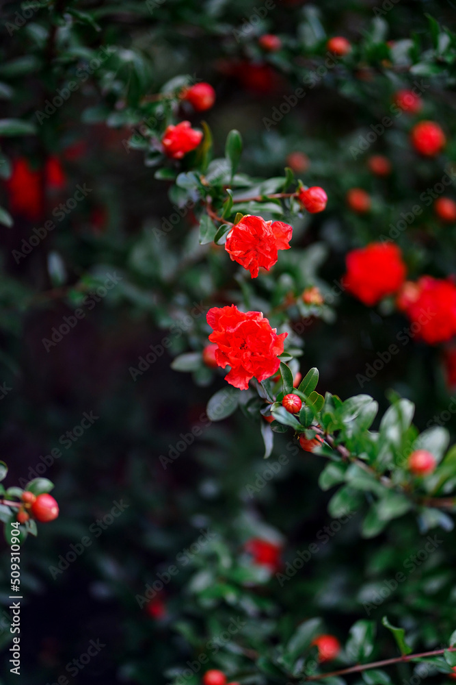 Obraz premium Big red flowers of pomegranate in full bloom on a green branch close up. Beautiful blooming fruit tree in the summer garden