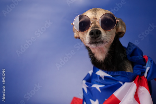 dog in the american flag on a blue background,copy space © yta