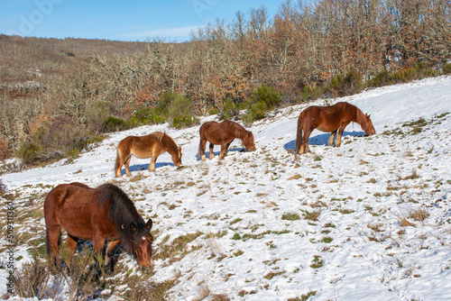 wild horses eating on the snowy hillside