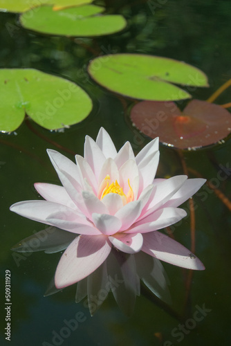 pink water lily