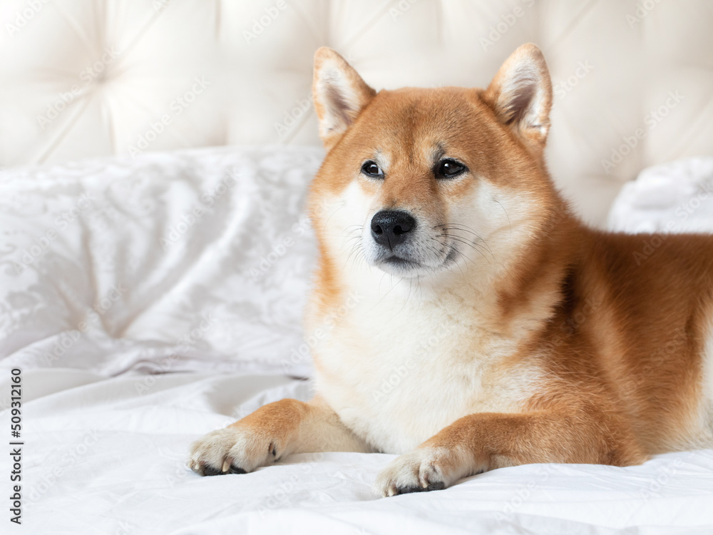 Cut funny adorable shiba inu dog pet family friends a white blanket in bed. Cozy couch interior banner photo portrait.