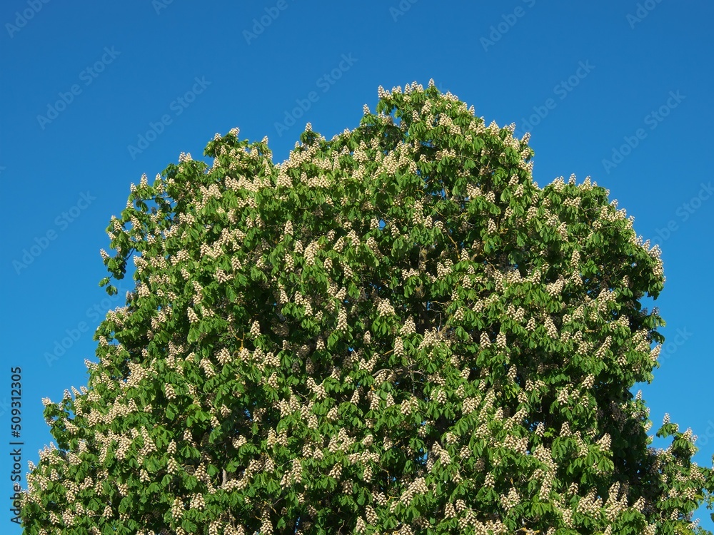 Perennial tree - chestnut against the blue sky in spring. Perennial tree - chestnut against the blue sky in spring.