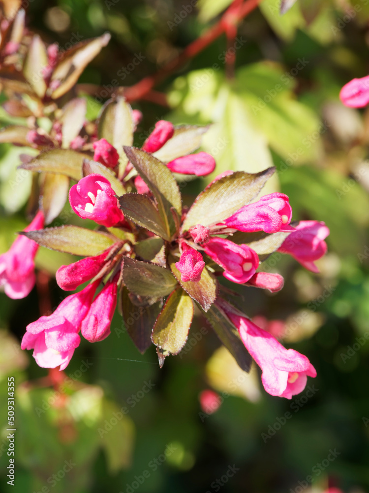 Close-up on dark pink flowers bell-shaped of weigelia florida 'Purpurea' Close-up on dark pink flowers bell-shaped of weigelia florida 'Purpurea'