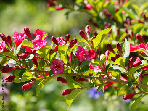 Photography Weigela florida, ornamental blooming bush, dense dark pink to reddish bell-shape