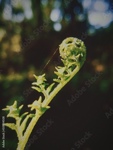 close up of leaf photo