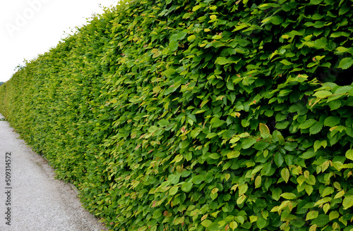 hornbeam green hedge in spring lush leaves let in light trunks and larger branches can be seen natural separation of the garden from the surroundings can withstand drought 