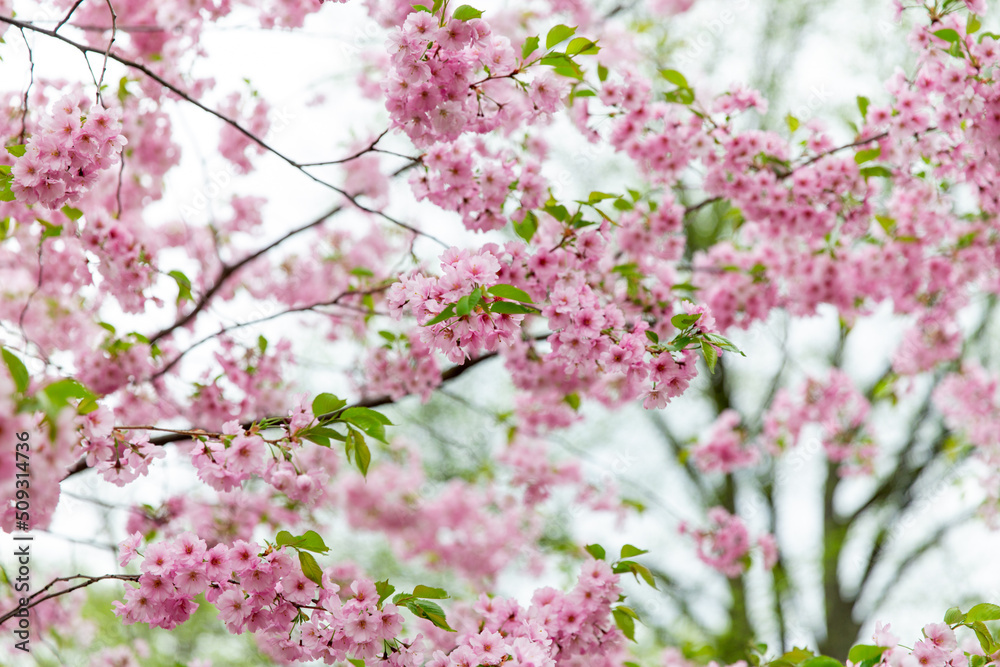 nature, botany and flora concept - close up of blooming branch with cherry blossoms in spring garden nature, botany and flora concept - close up of blooming branch with cherry blossoms in spring garden