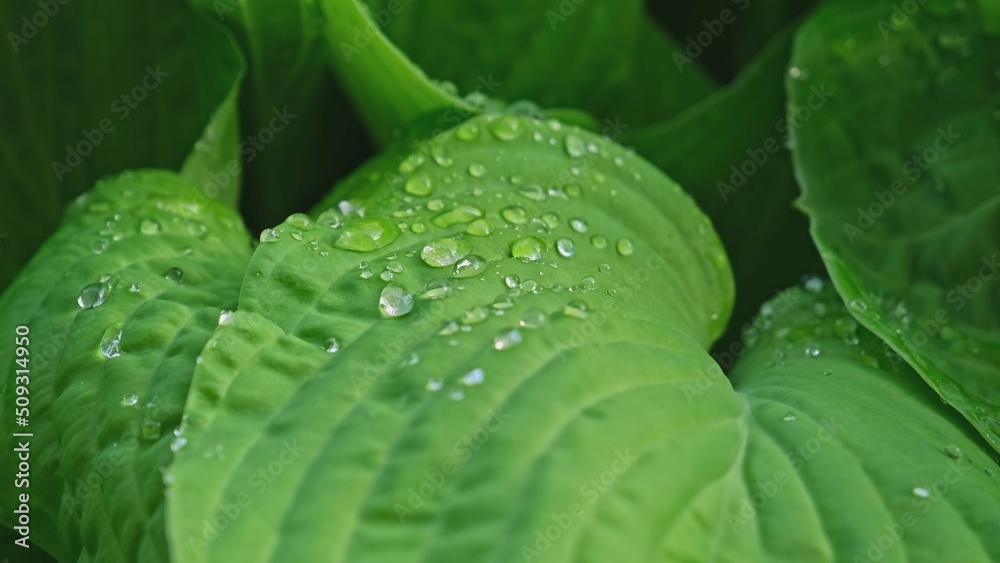 Obraz premium Clear Drops Rain Water Held on Giant Green Leaves with Surface Tension and Viscosity