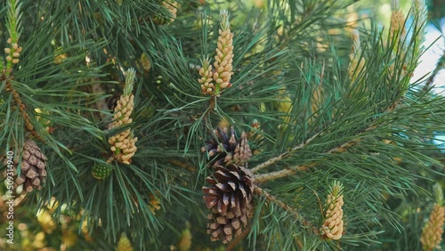 Pinus Silveris Pine Tree Male Flowers and Cones During Spring Season