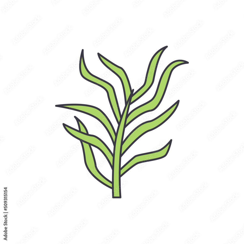 Tarragon icon in color, isolated on white background Tarragon icon in color, isolated on white background