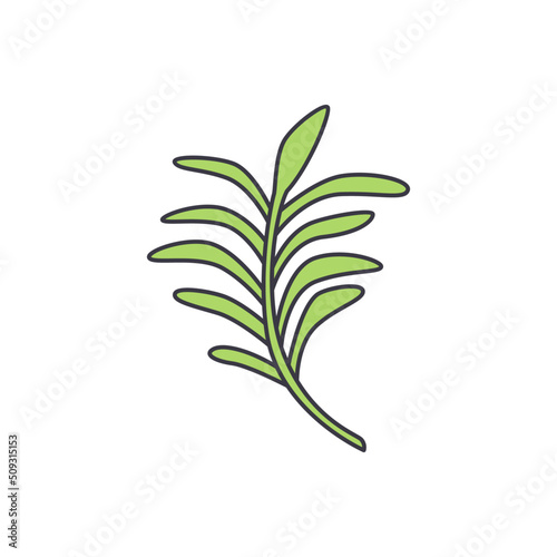 Rosemary icon in color  isolated on white background 