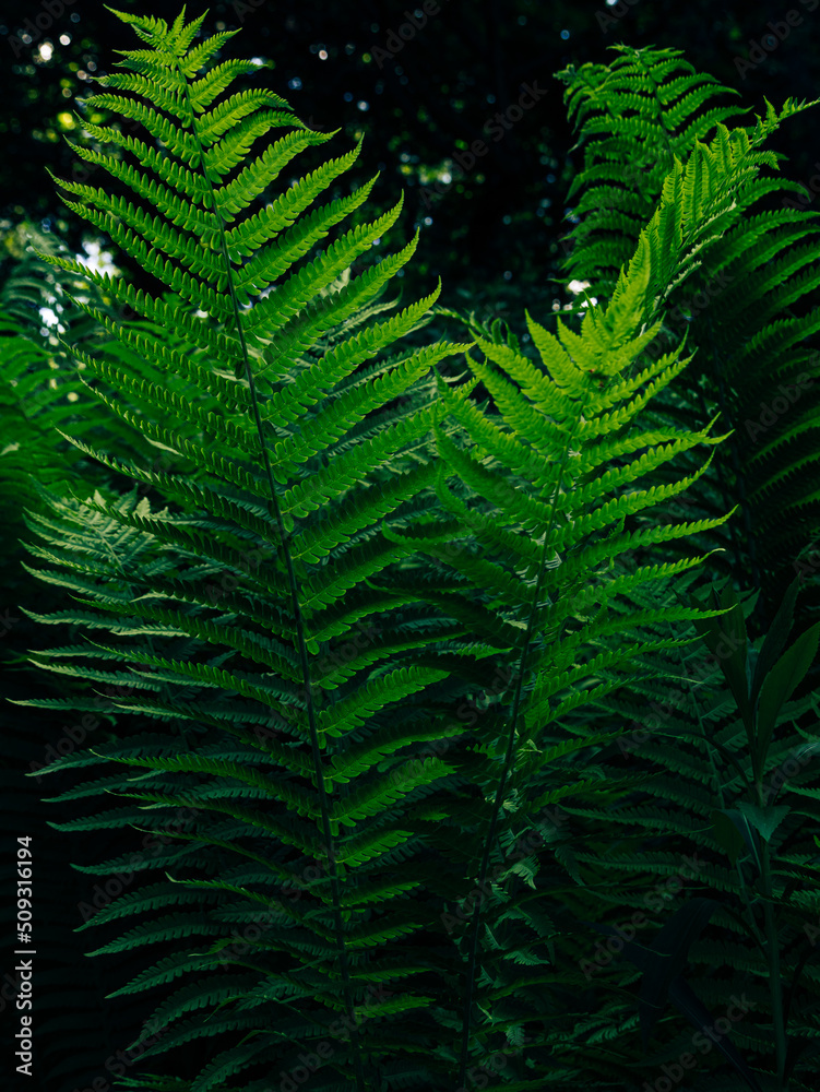 Fototapeta premium Green fern growing in summer jungles dark and moody style. Textured emerald color leaves botany natural background low key. Wild plant branches nature forest park botanical backdrop poster wallpaper.