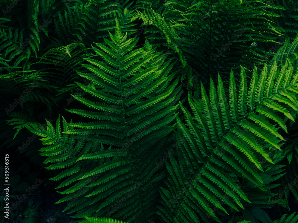 Green fern growing in summer jungles dark and moody style. Textured emerald color leaves botany natural background low key. Wild plant branches nature forest park botanical backdrop poster wallpaper.