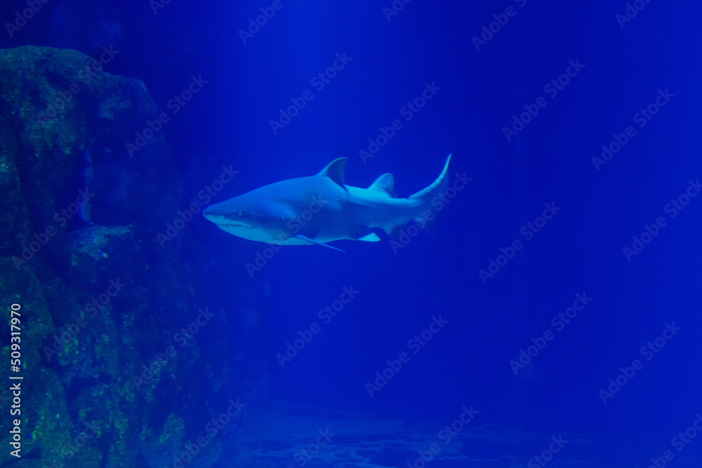 Obraz premium jerusalem national city aquarium in israel