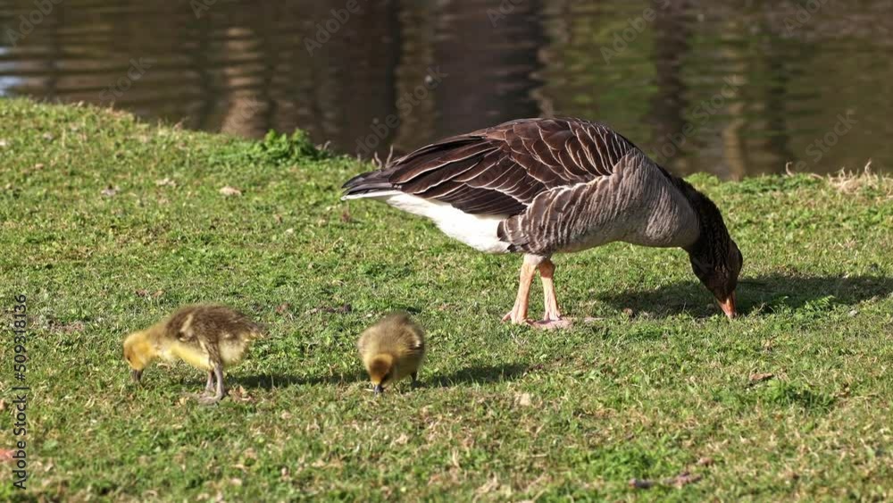 Family of greylag geese with small babies. The greylag goose, Anser anser is a large goose species of the waterfowl family Anatidae