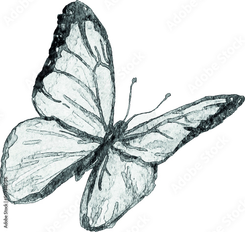 Sketch of a butterfly on a white background. Isolated illustration for print design. Hand-drawn illustration. Sketch of a tattoo.