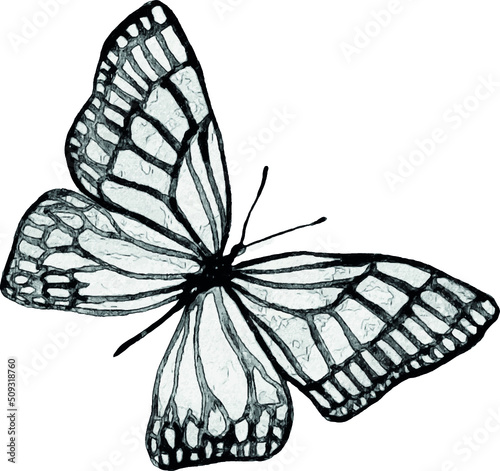 Sketch of a butterfly on a white background. Isolated illustration for print design. Hand-drawn illustration. Sketch of a tattoo.
