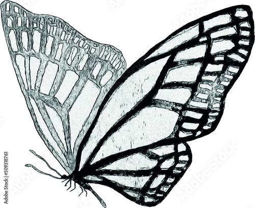Sketch of a butterfly on a white background. Isolated illustration for print design. Hand-drawn illustration. Sketch of a tattoo.