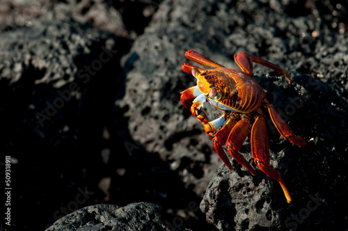 Sally lightfoot crab (Grapsus grapsus), Close-up view, Galapagos Islands, Ecuador, South America
 photo
