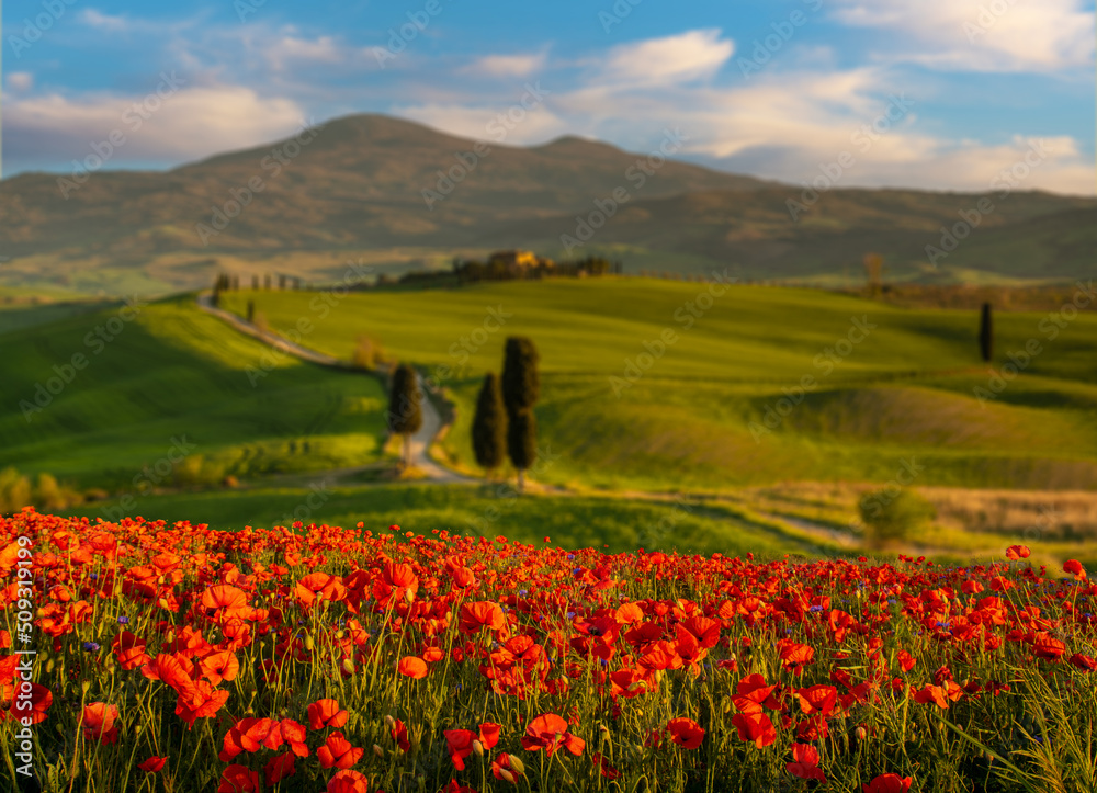 red poppies blossom on meadows in Tuscany