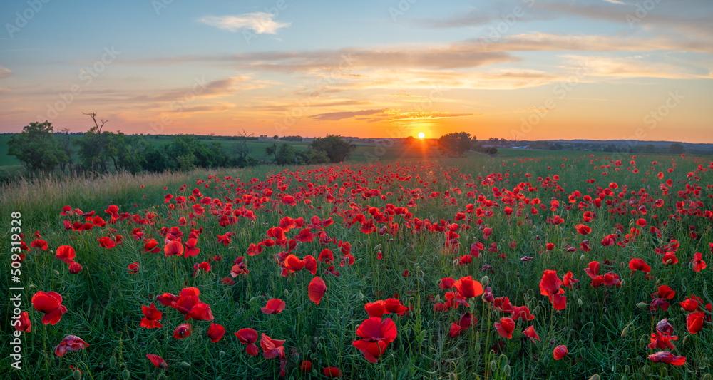 Sunset over a field of wild poppies in blossom