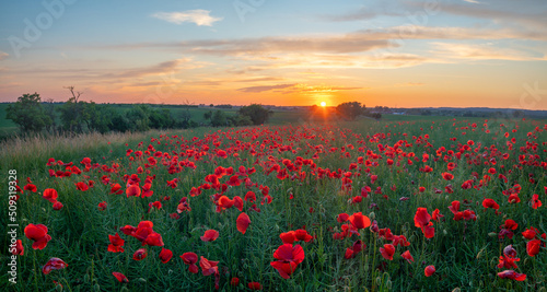 Sunset over a field of wild poppies in blossom © Mike Mareen