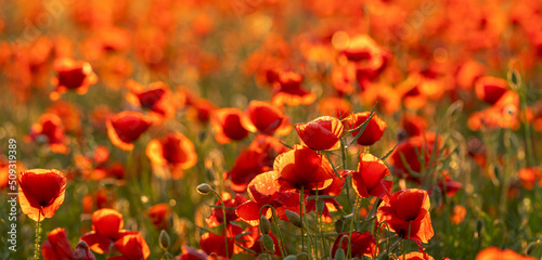 Red poppies in the golden light of the setting sun © Mike Mareen