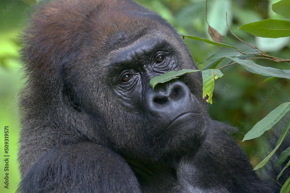 Naklejka premium Lowland silverback gorilla close up face
