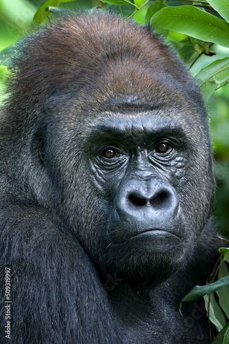 Lowland silverback gorilla close up face © DS light photography