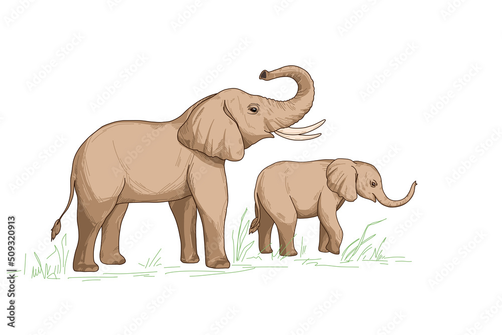 Fototapeta premium Cute elephant and baby family, with white tusks cartoon animal character design 