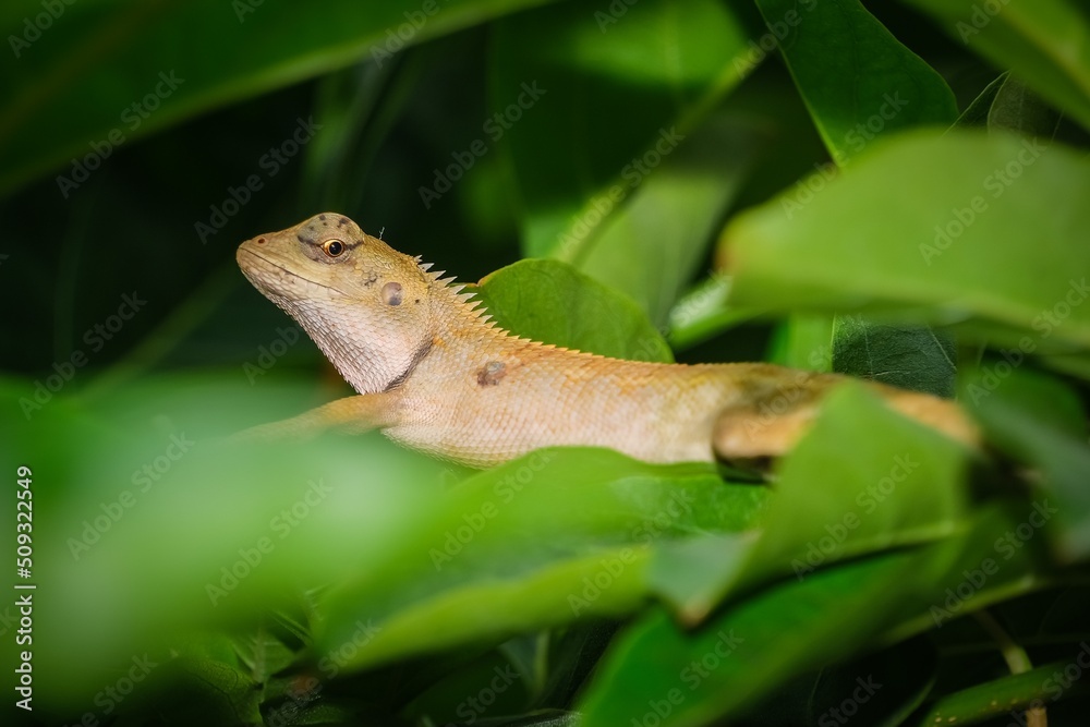 Fototapeta premium A chameleon perched on a green leaf.
