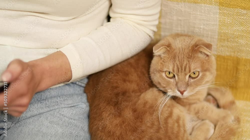 Woman with scottish cat on the sofa using phone, browsing smartphone apps, pet and owner communication, human and animal friendship. Woman with scottish cat on the sofa using phone, browsing smartphone apps, pet and owner communication, human and animal friendship.