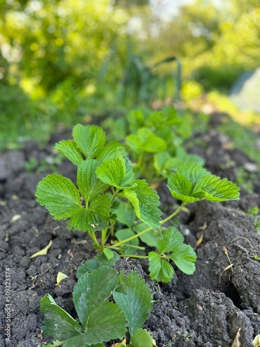 Leaves of the strawberry plant in dry soil in the garden against blurry background. Garden strawberry shot in vertical format. Closeup of fresh green strawberry leaves