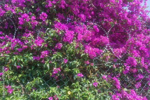 beautiful flowering bush barbed wire fence
