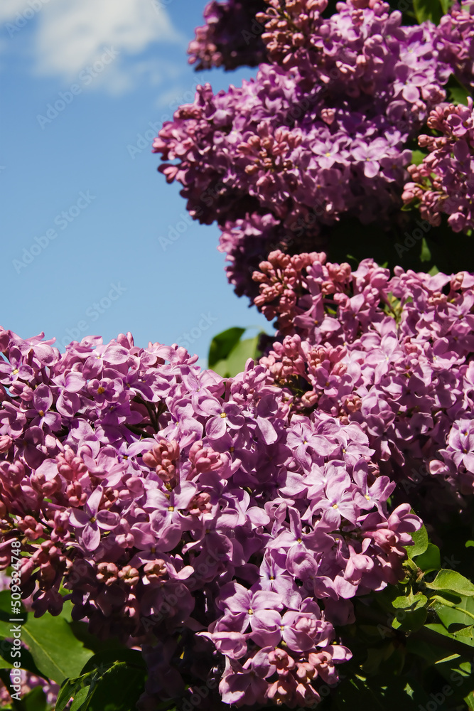 Purple lilacs are blooming. Lilac flowers on a tree. Lilac lilac. Lilac buds.