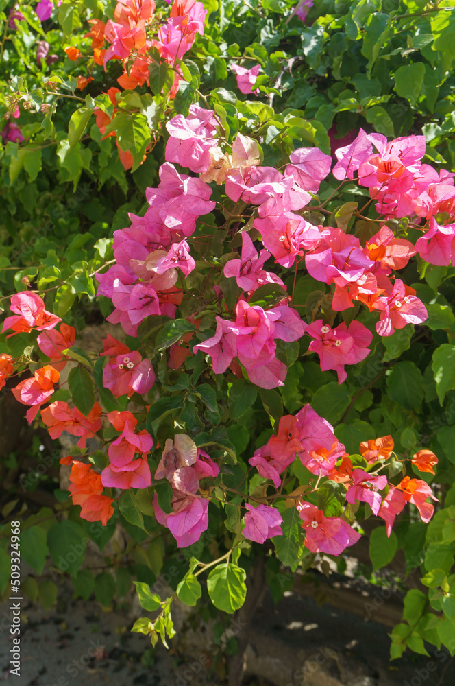 bougainvillea flowers in the garden close-up