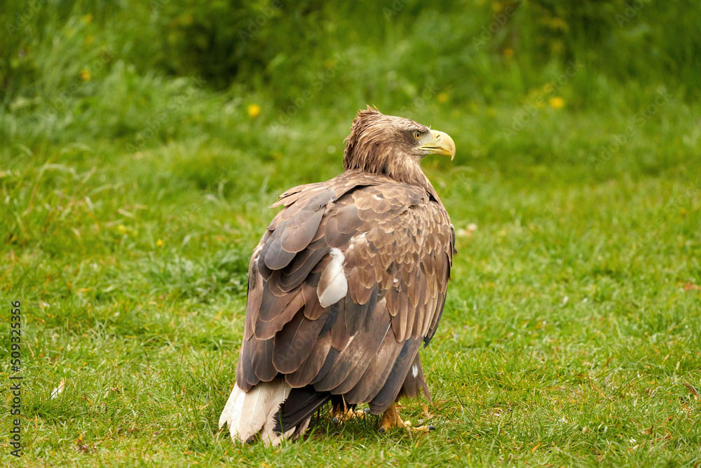 A detailed bald eagle, yellow beak. The bird is in the grass. Allert, brown, side view, claws A detailed bald eagle, yellow beak. The bird is in the grass. Allert, brown, side view, claws
