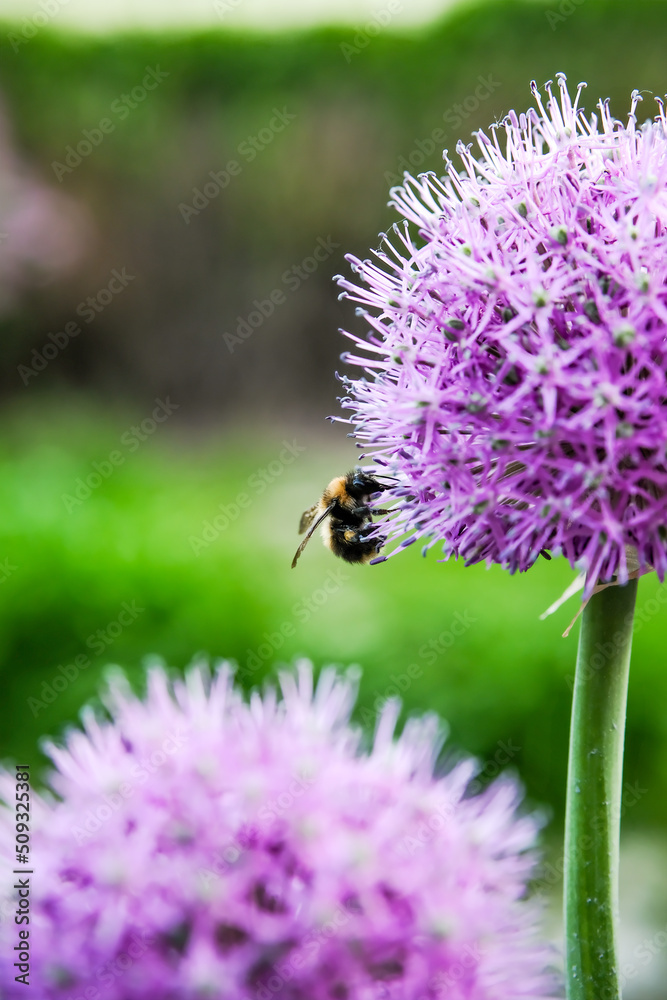 Onions decorotivnyy roundlovy. Onion allium. Onions decorotivnyy roundlovy. Onion allium.