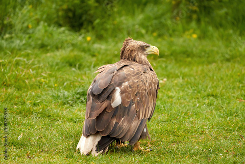 A detailed bald eagle  yellow beak. The bird is in the grass. Allert  brown  side view  claws