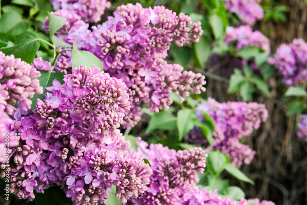 Purple lilacs are blooming. Lilac flowers on a tree. Lilac lilac. Lilac buds. Purple lilacs are blooming. Lilac flowers on a tree. Lilac lilac. Lilac buds.