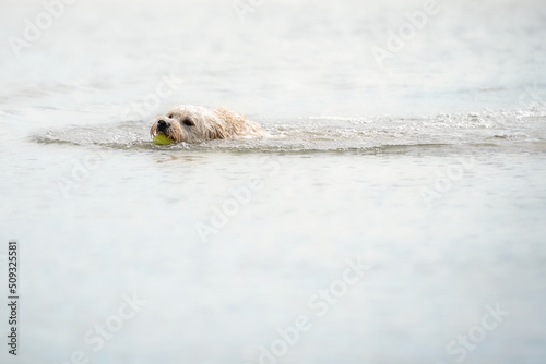White Labradoodle dog is playing in a lake. White dog swims in the water. Yellow ball in his mouth, dog's head just above water © Dasya - Dasya