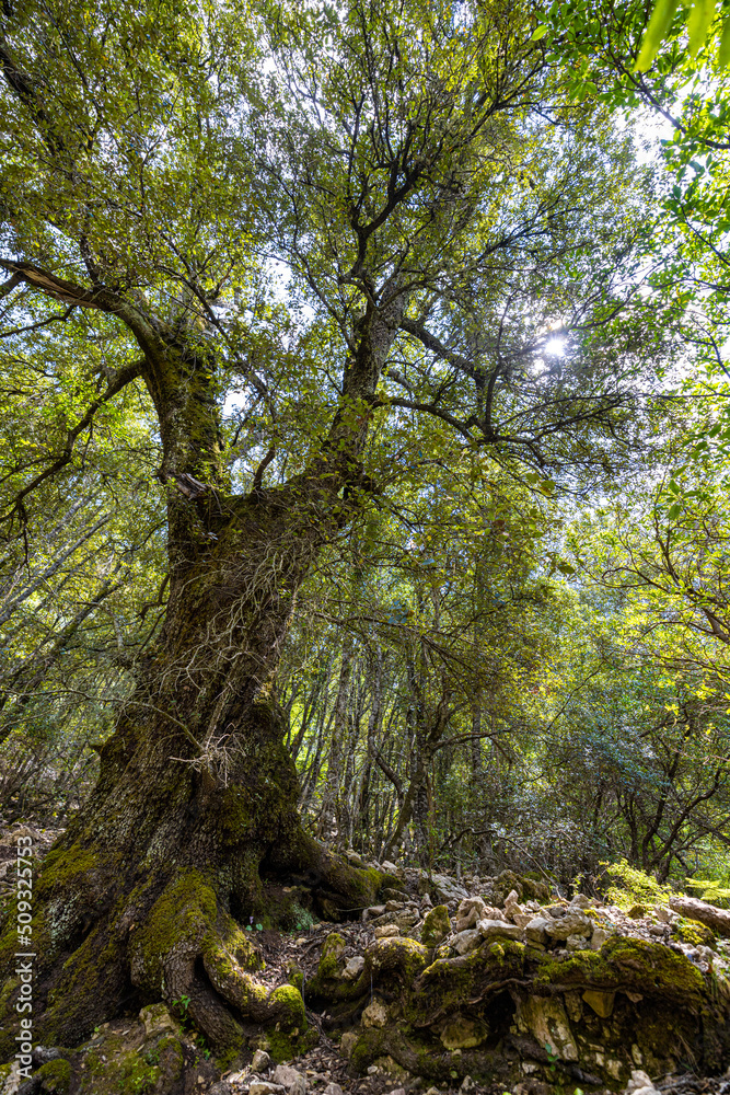 Fototapeta premium tree in the forest