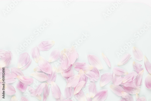 Pink tulip petals on pastel background.