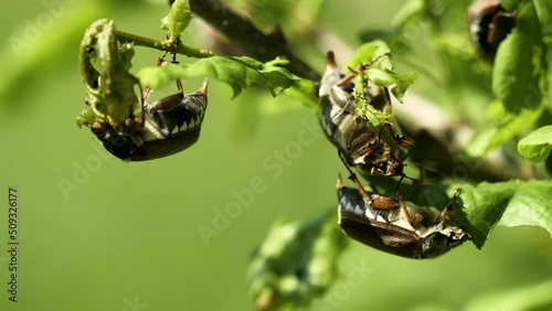 May beetles (cockchafers) on the young oak branch eating - close-up photo