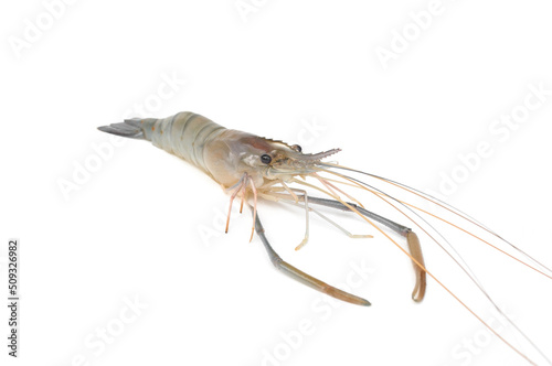 Giant freshwater prawn isolated on white background. Fresh shrimp © Suradech