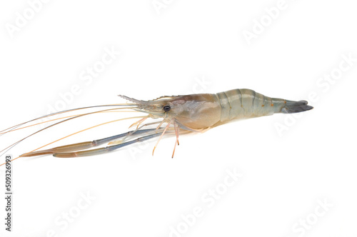 Giant freshwater prawn isolated on white background. Fresh shrimp