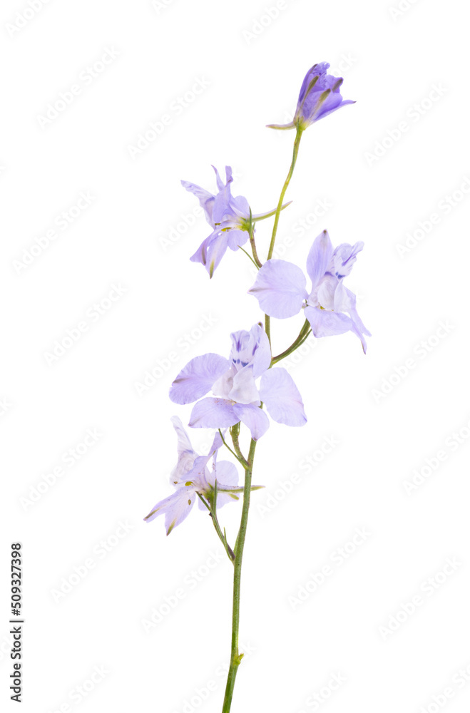 delphinium flower isolated delphinium flower isolated