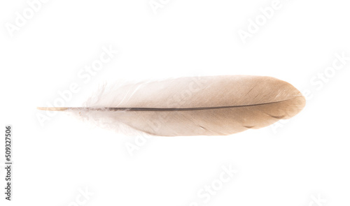 Foto bird feather isolated