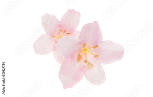 weigela flowers isolated