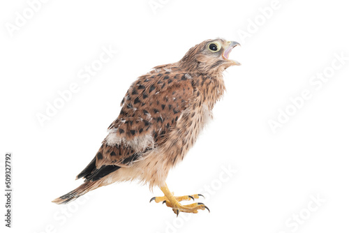 Chick Common Kestrel Falco tinnunculus isolated on white background
